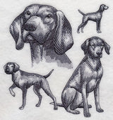 Vizsla Sketch