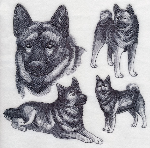 Norwegian Elkhound Sketch