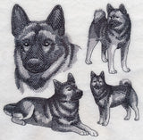 Norwegian Elkhound Sketch