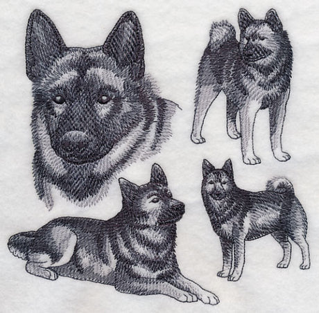Norwegian Elkhound Sketch