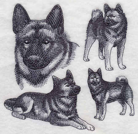 Norwegian Elkhound Sketch