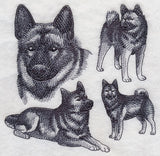 Norwegian Elkhound Sketch