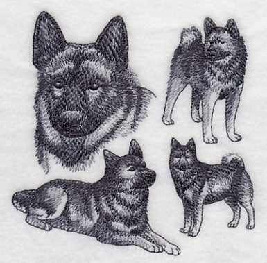 Norwegian Elkhound Sketch