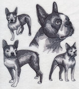 Boston Terrier Sketch