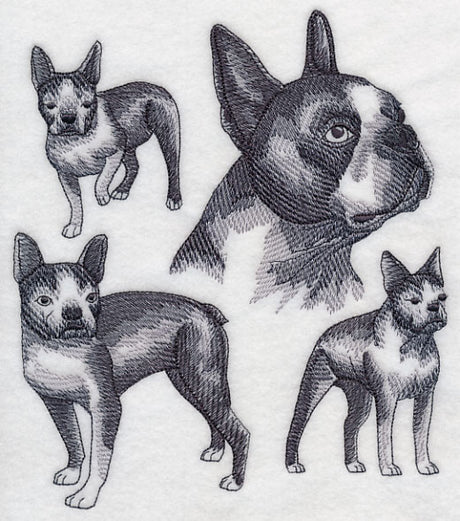 Boston Terrier Sketch