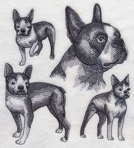 Boston Terrier Sketch