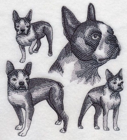 Boston Terrier Sketch
