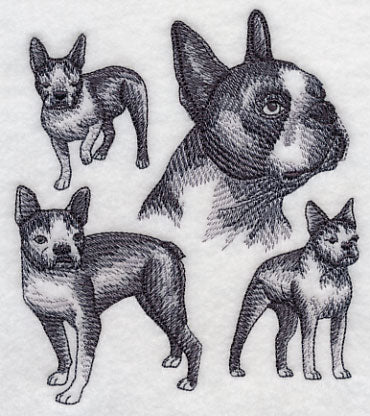 Boston Terrier Sketch