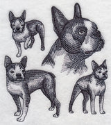 Boston Terrier Sketch