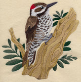 Arizona Woodpecker