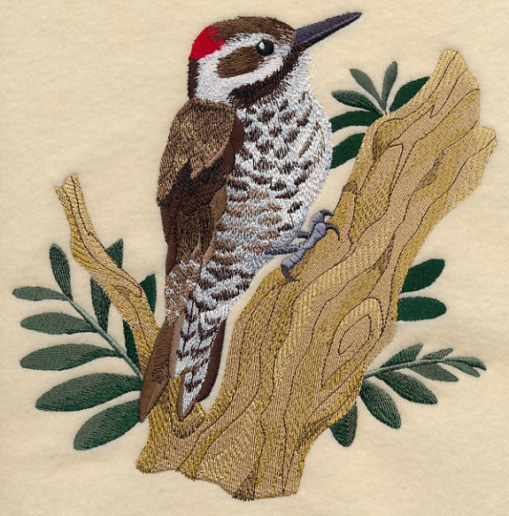 Arizona Woodpecker