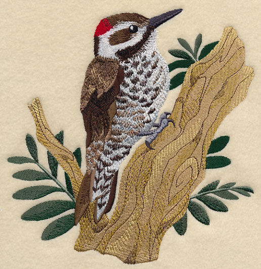 Arizona Woodpecker