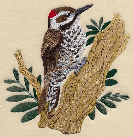 Arizona Woodpecker