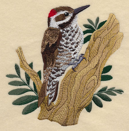 Arizona Woodpecker