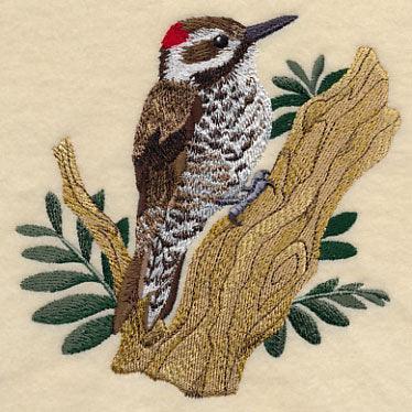 Arizona Woodpecker