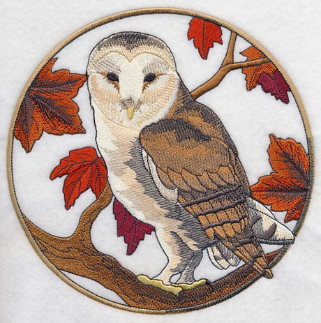 Barn Owl in Autumn