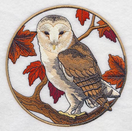 Barn Owl in Autumn