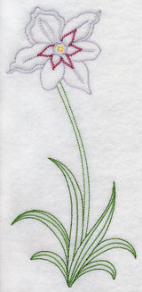 Long Stemmed Gladiolus Murielae (Vintage)