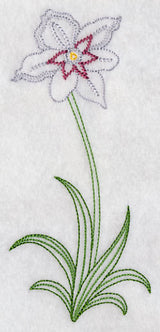 Long Stemmed Gladiolus Murielae (Vintage)