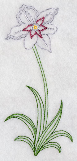 Long Stemmed Gladiolus Murielae (Vintage)