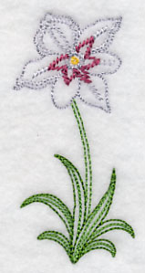 Long Stemmed Gladiolus Murielae (Vintage)