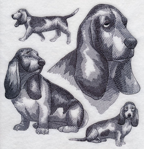 Basset Hound Sketch