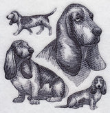 Basset Hound Sketch