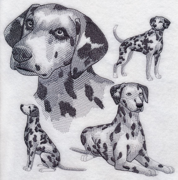 Dalmatian Sketch