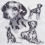 Dalmatian Sketch