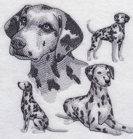 Dalmatian Sketch
