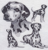 Dalmatian Sketch