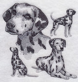 Dalmatian Sketch