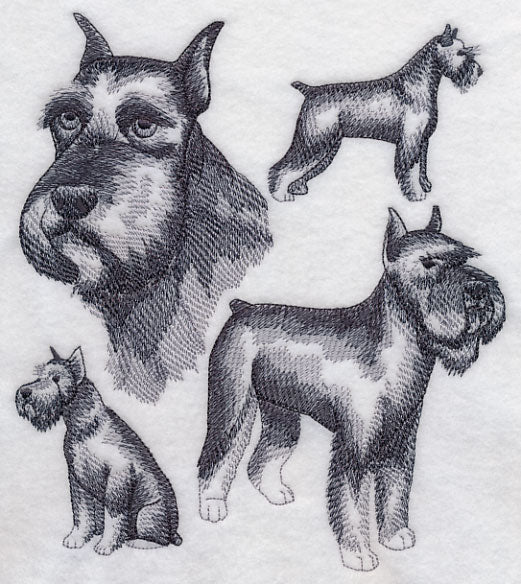 Schnauzer Sketch (Docked Tail and Cropped Ears)