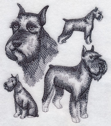 Schnauzer Sketch (Docked Tail and Cropped Ears)