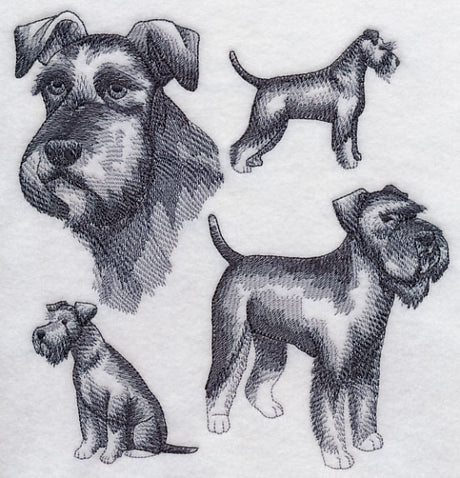 Schnauzer Sketch (Full Tail and Ears)