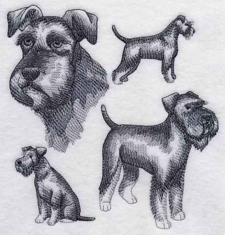 Schnauzer Sketch (Full Tail and Ears)