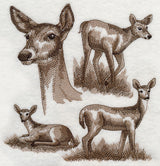 White-tailed Deer Sketch