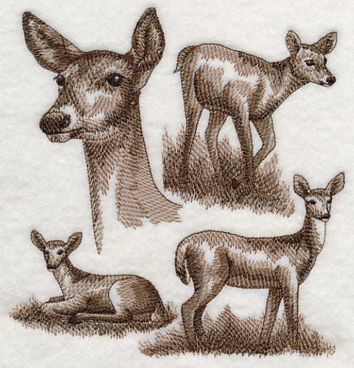 White-tailed Deer Sketch