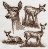 White-tailed Deer Sketch
