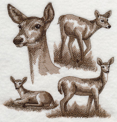 White-tailed Deer Sketch