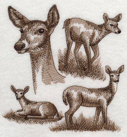White-tailed Deer Sketch