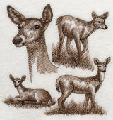 White-tailed Deer Sketch