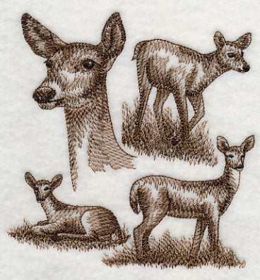 White-tailed Deer Sketch