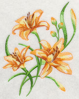 Delicate Daylilies 2