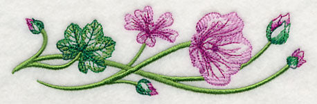 Marvelous Malva Border 1