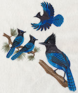 Steller's Jay Collage