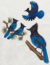 Steller's Jay Collage