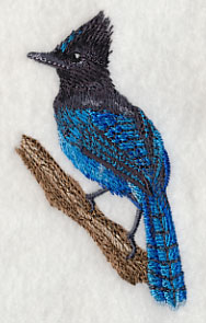 Steller's Jay on Branch