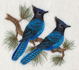 Steller's Jays in Pine