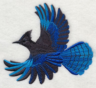 Steller's Jay in Flight